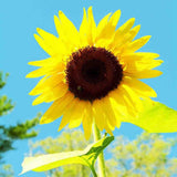 Sunflower, American Giant Hybrid Seeds, 1.8g #4069
