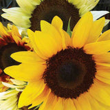 Sunflower, Mixed Colors Seeds, #2165