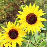 Sunflower, Skyscraper Seeds, 5.3g #4070