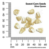 Sweet Corn, Silver Queen Hybrid Seeds, 16.6g  #7697