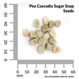 Pea, Cascadia Sugar Snap Organic Seeds, 14g  #9788