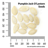 Pumpkin, Jack O'Lantern Organic Seeds, 4.4g  #9535