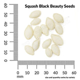 Squash, Black Beauty Zucchini Organic Seeds, 5.3G #0928
