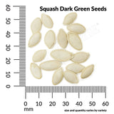 Squash, Dark Green Zucchini Organic Seeds, 5.3G #0799