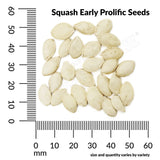 Squash, Early Prolific Straightneck Organic Seeds, 5.3g #1465