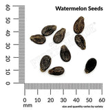 Watermelon, Crimson Sweet Organic Seeds, 1.9g #1510