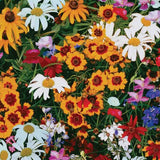 Wildflower Hummingbird Mix Seeds, 8.8g  #2186