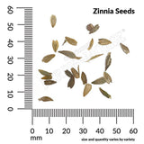 Zinnia, State Fair Giant Mixed Colors Seeds, 900mg #2766