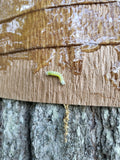 Treekote Paper Wrap 3" x 50ft. Tree Protection #ET306303