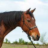 CLASSIC EQUINE BEADED ROPE HALTER W LEADROPE #HTR-BRH-BLA