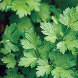 Parsley, Italian Dark Green Seeds, 900mg #9842
