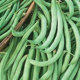 Cucumber, Tendergreen Organic Seeds, 1.2g #1515