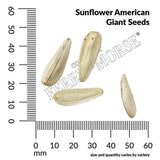 Sunflower, American Giant Hybrid Seeds, 1.8g #4069