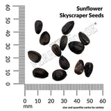 Sunflower, Skyscraper Seeds, 5.3g #4070