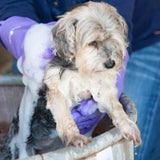 CLASSIC EQUINE WASH GLOVES PURPLE #WASHGLOVEPR
